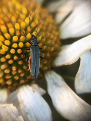 Oedemera virescens