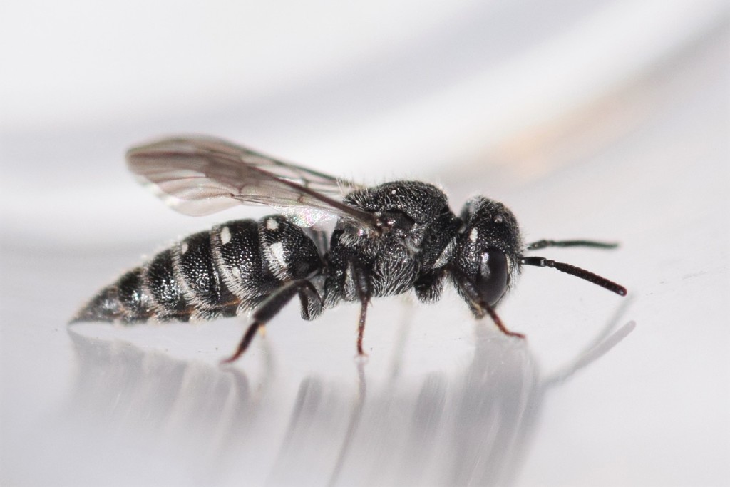 Sixteen-spotted Cuckoo Carder Bee From Regional Municipality Of York 