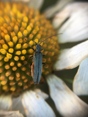 Oedemera virescens