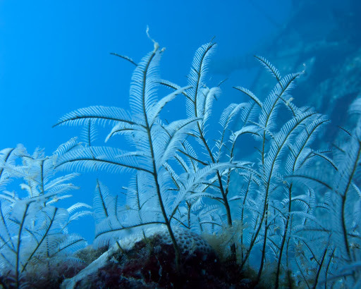 Feather hydroids