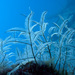 Feather Hydroids - Photo (c) 104623964081378888743, some rights reserved (CC BY-NC), uploaded by David R