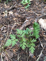 Conioselinum scopulorum
