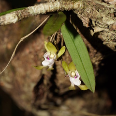 Sarcochilus australis