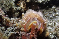 Geitodoris