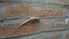 Tarentola mauritanica