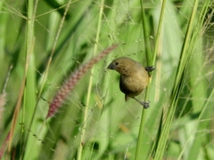 Sporophila nigricollis