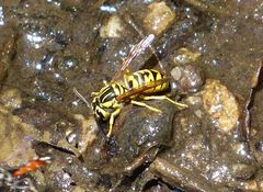 Vespula sulphurea