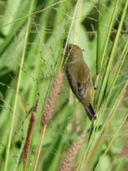 Sporophila nigricollis