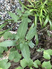 Endodeca serpentaria