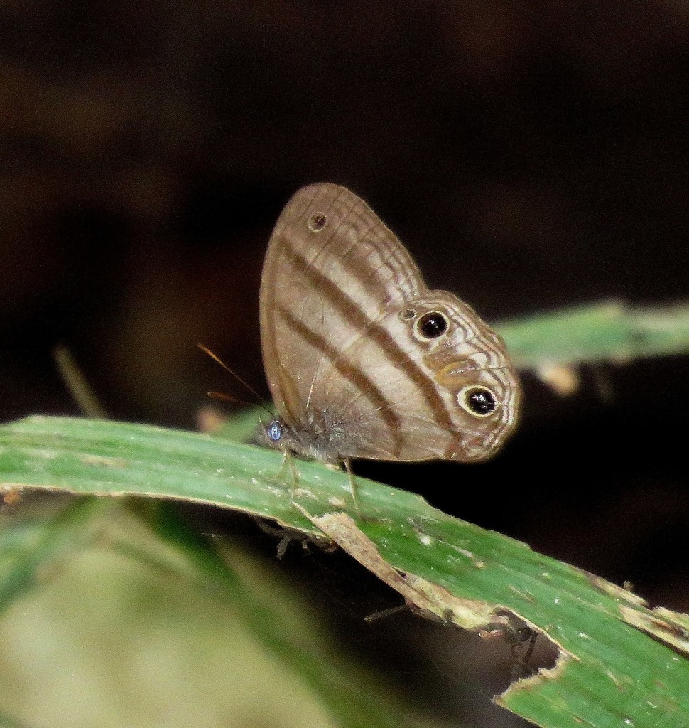 Paryphthimoides terrestris