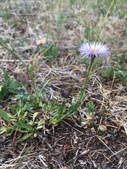 Erigeron formosissimus