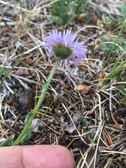 Erigeron formosissimus