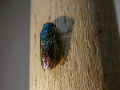 Chrysis fulgida