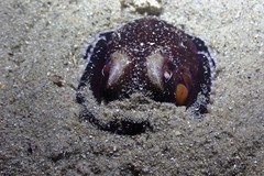 Amphioctopus