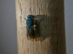 Chrysis fulgida
