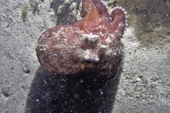 Amphioctopus