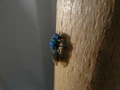 Chrysis fulgida