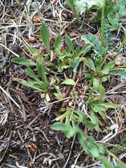 Erigeron formosissimus