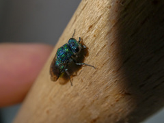 Chrysis fulgida