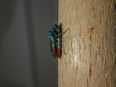 Chrysis fulgida