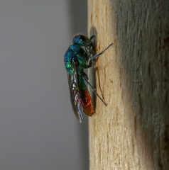 Chrysis fulgida