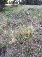 Festuca thurberi