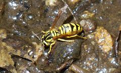 Vespula sulphurea