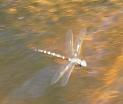 Notoaeschna sagittata