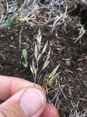 Festuca thurberi