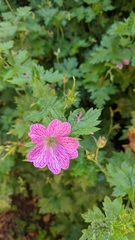 Geranium × oxonianum