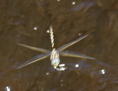 Notoaeschna sagittata