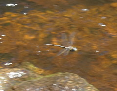 Notoaeschna sagittata