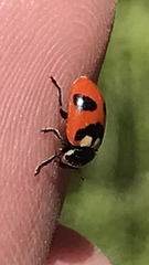 Hippodamia oregonensis