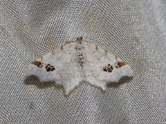Macaria notata