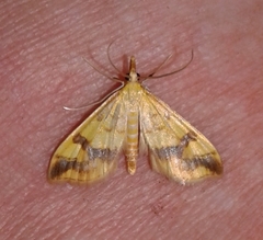 Choristostigma plumbosignalis