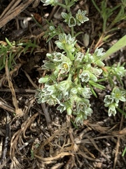 Scleranthus perennis
