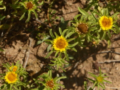 Asteriscus aquaticus