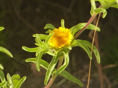 Asteriscus aquaticus