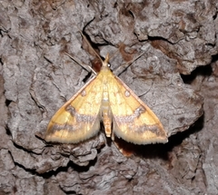 Choristostigma plumbosignalis