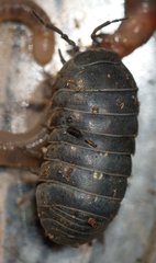 Armadillidium vulgare