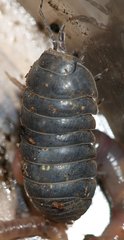 Armadillidium vulgare