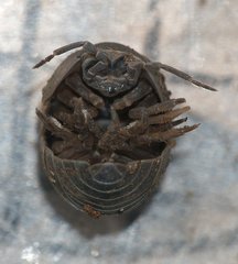 Armadillidium vulgare