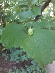 Corylus avellana