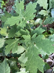 Stylophorum diphyllum