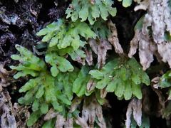 Symphyogyna hymenophyllum