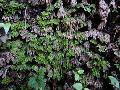 Symphyogyna hymenophyllum