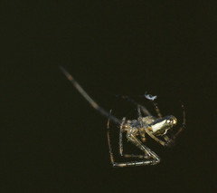 Tetragnathidae
