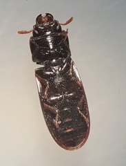 Tenebroides corticalis