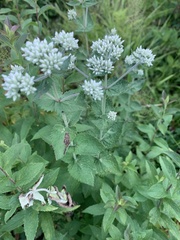 Eupatorium cordigerum