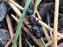 Camponotus modoc